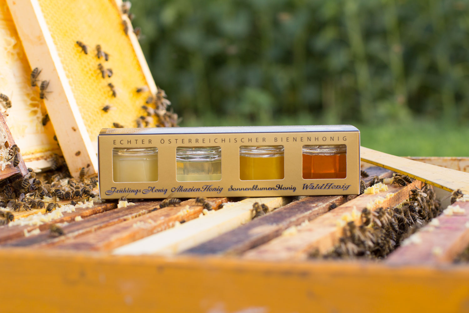 Honig aus der Imkerei BienenStich - BienenStich